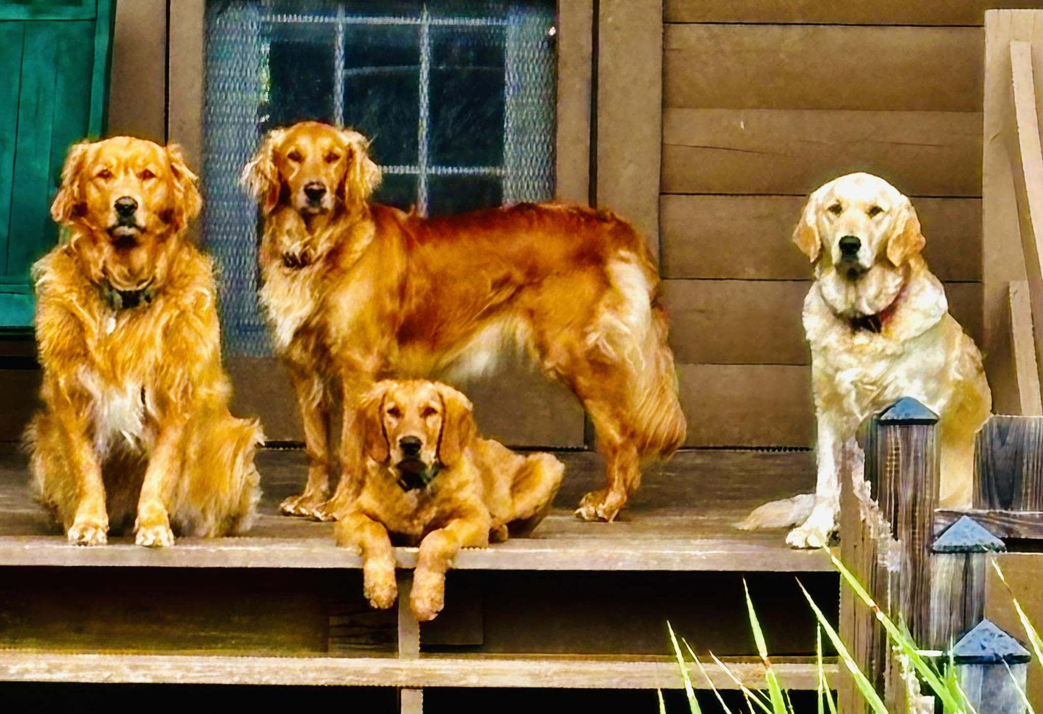 puppy in blue bandana